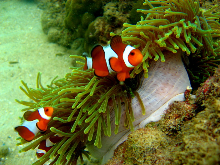 tran sea